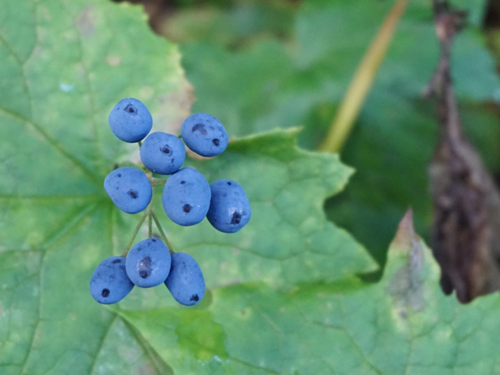 e0271890_20111441.png