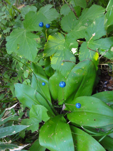 e0271890_20132412.png
