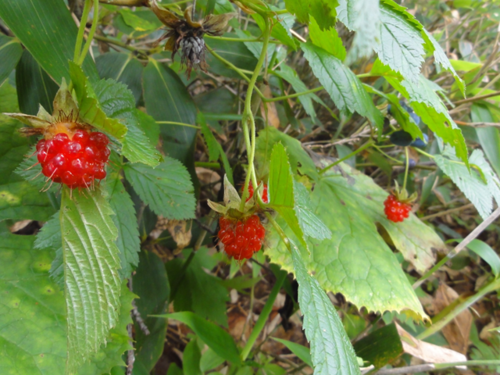 e0271890_2114555.png