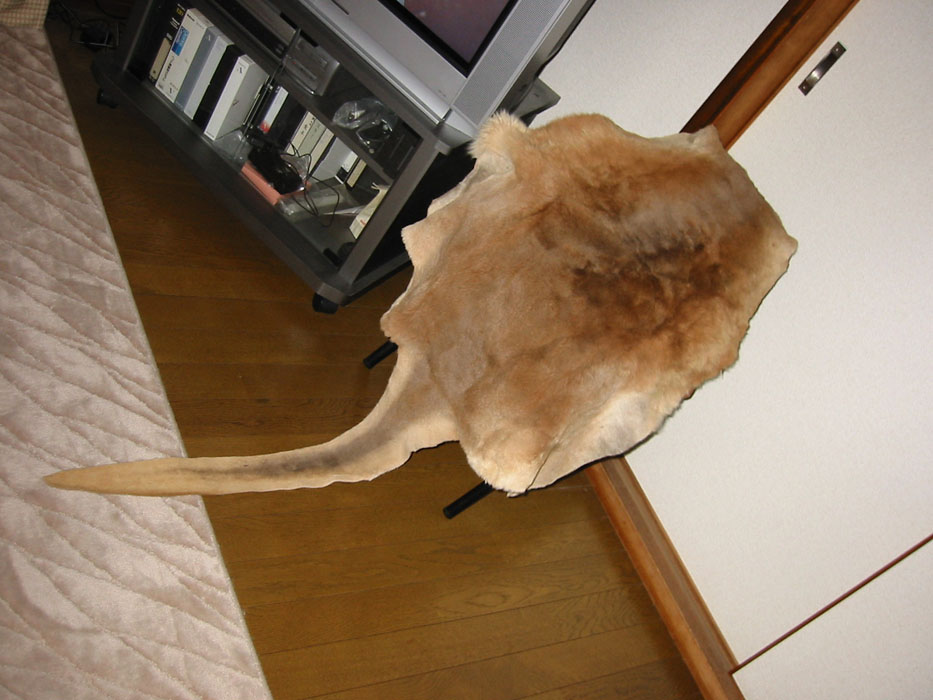 f0206417_20393737.jpg