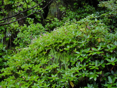c0179351_2150734.jpg