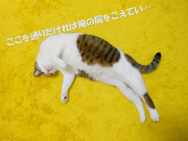 a0150353_22365323.jpg