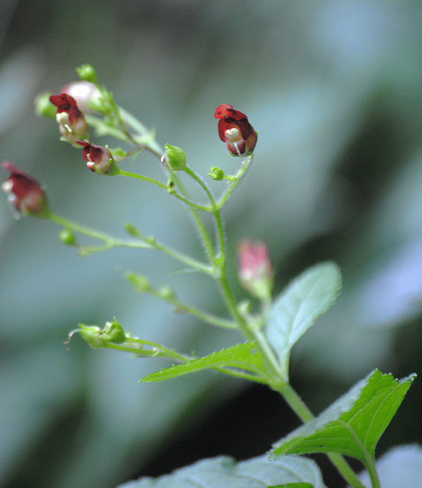 a0001354_22235271.gif