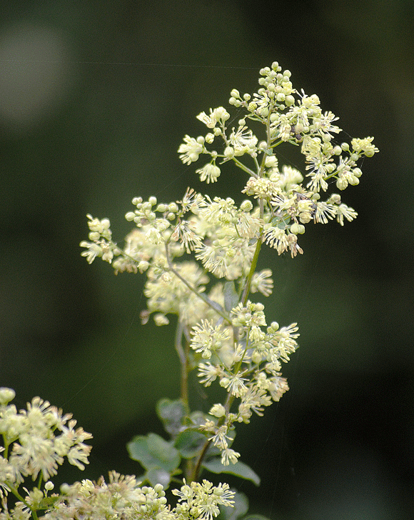 a0001354_22291332.gif
