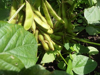 e0004756_211323.jpg