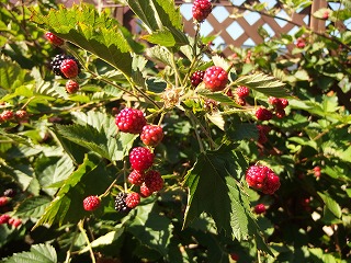 e0004756_21173920.jpg