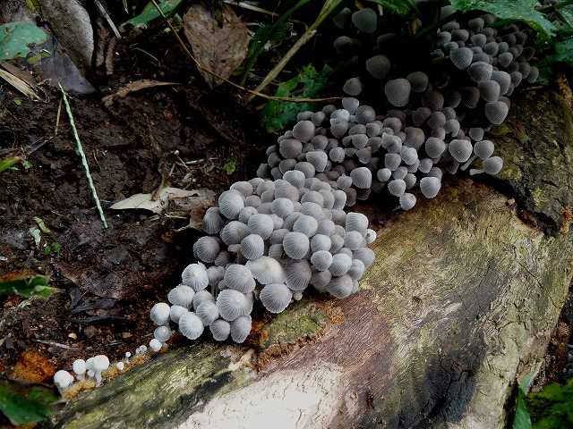 d0019074_532112.jpg