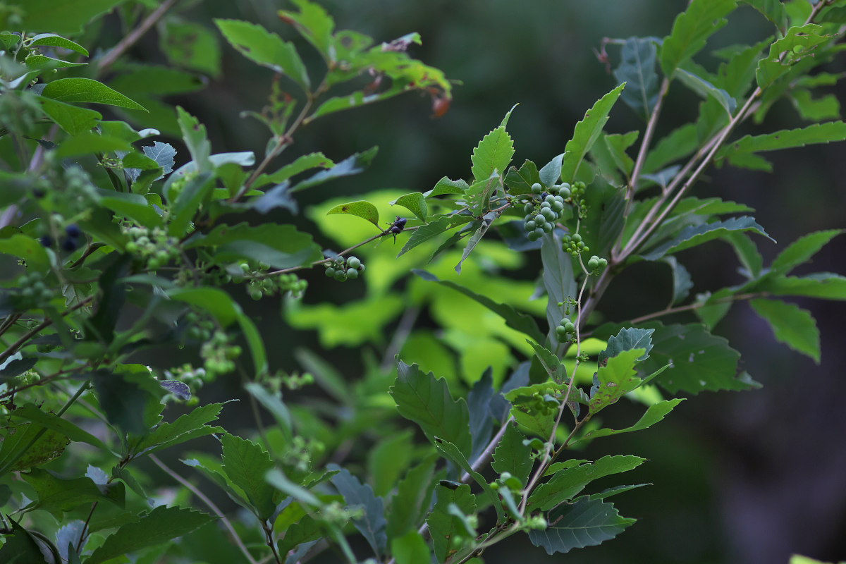 a0083081_9544625.jpg