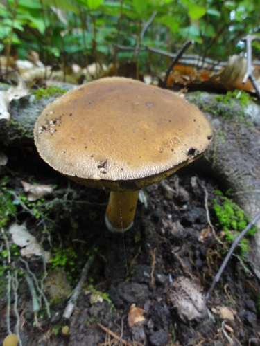 e0271890_059685.png
