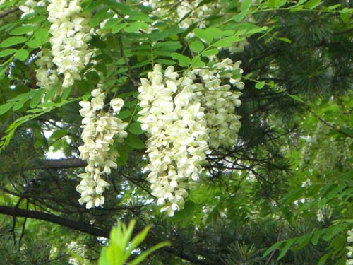b0348195_05452.jpg