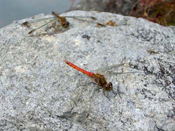 b0348195_1751328.jpg