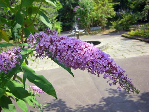 b0348195_175666.jpg