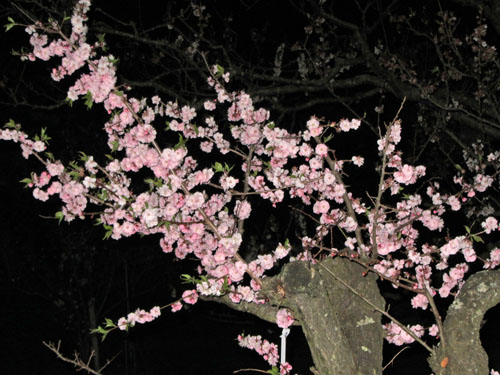 b0348195_1852750.jpg