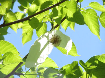 b0348195_1853167.jpg