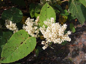 b0348195_852969.jpg
