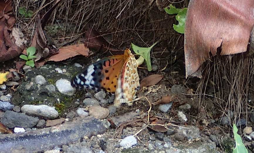 d0303129_252692.jpg
