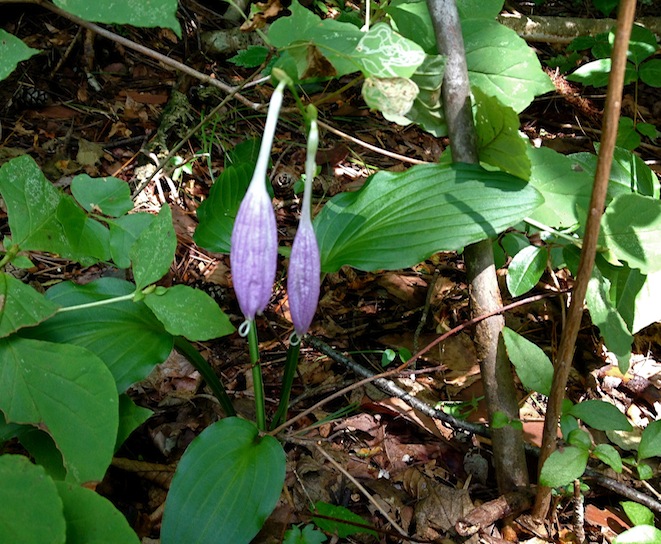 a0119252_1801814.jpg