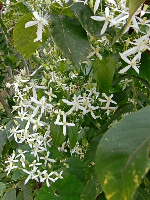 e0229455_14582191.jpg