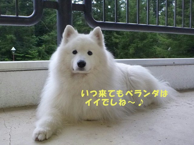 e0176159_11405418.jpg