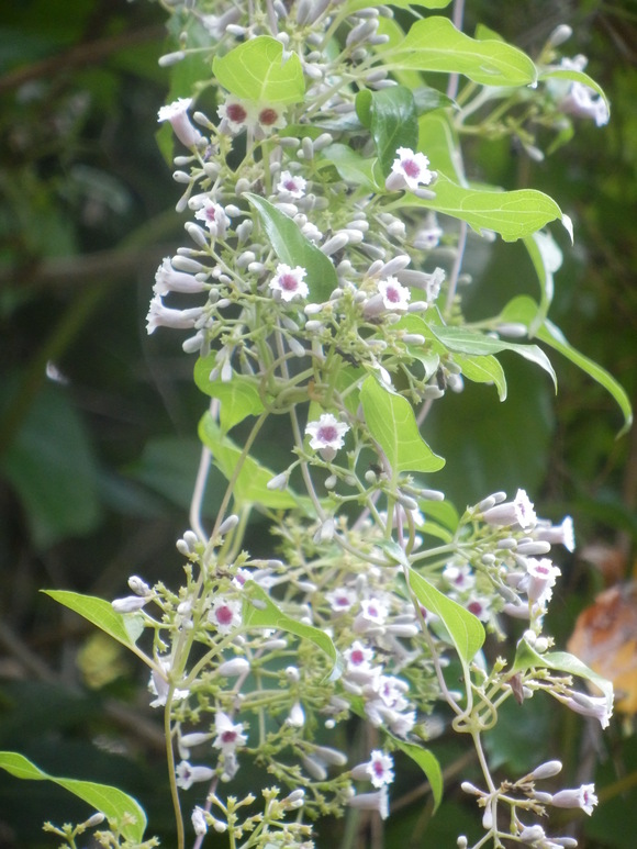 e0292172_2035426.jpg