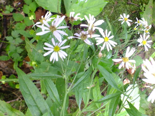 e0145782_121050100.jpg
