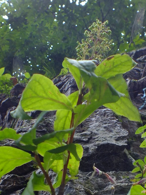 e0145782_12112195.jpg