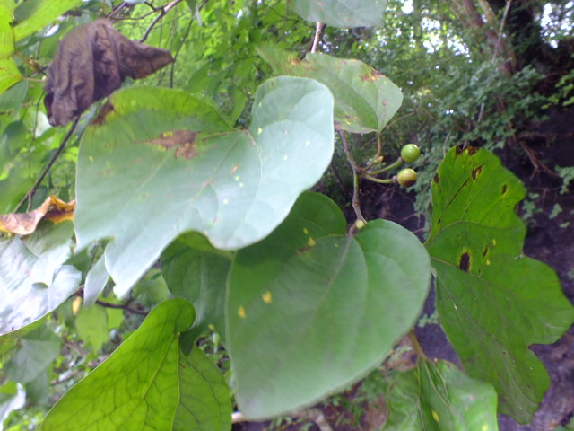 e0145782_12151850.jpg