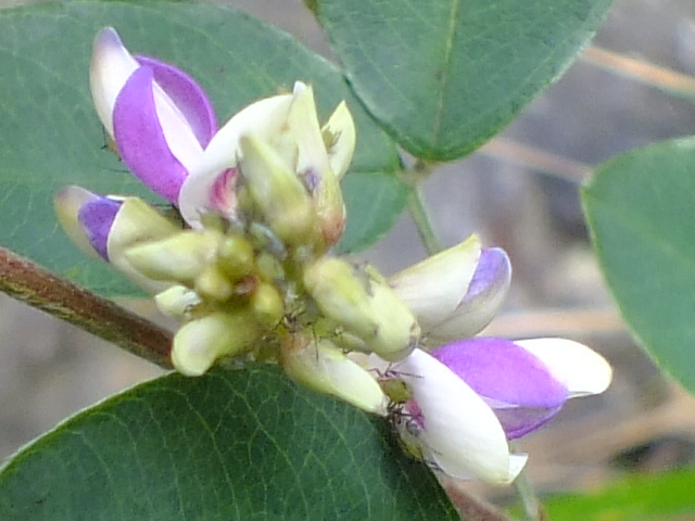 e0145782_12173083.jpg