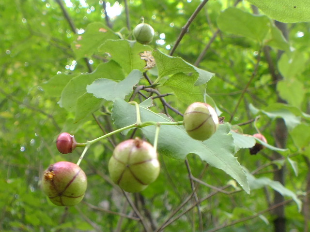 e0145782_1218420.jpg