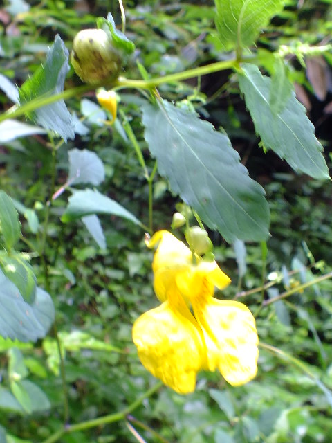 e0145782_1282376.jpg