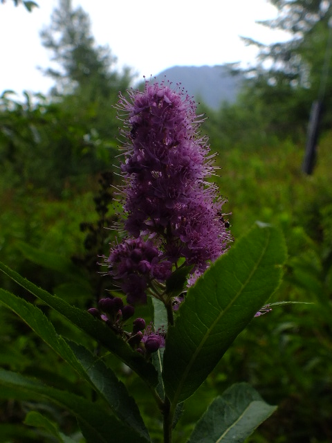 e0145782_14502530.jpg