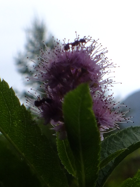 e0145782_1452446.jpg