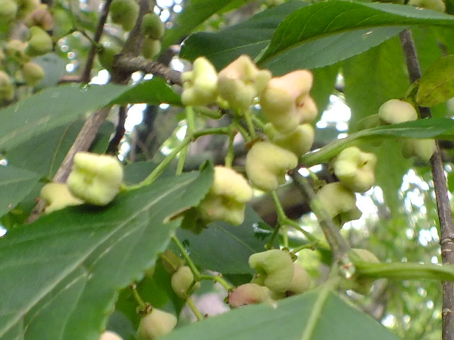 e0145782_14524894.jpg