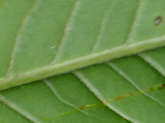 e0145782_14533281.jpg