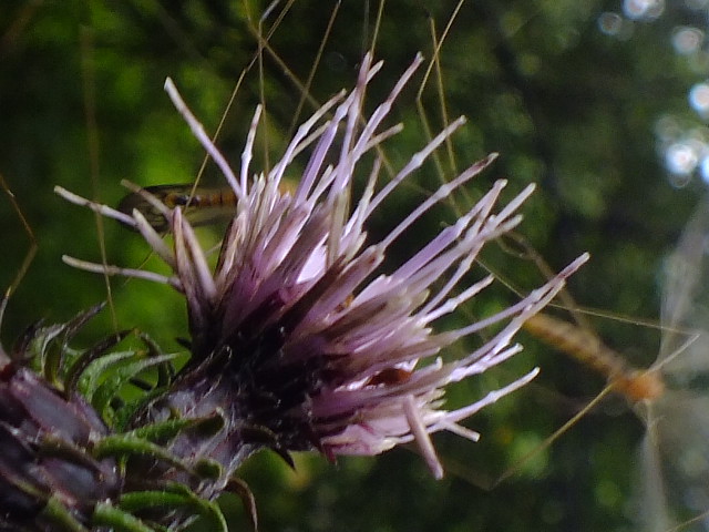 e0145782_14541642.jpg