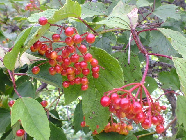 e0145782_1456485.jpg