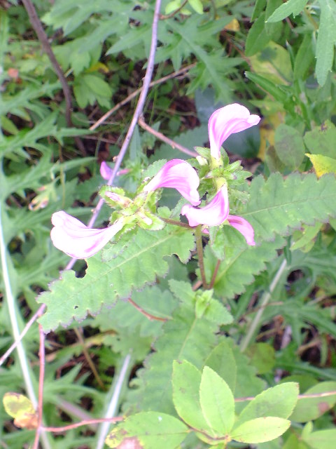e0145782_14584443.jpg