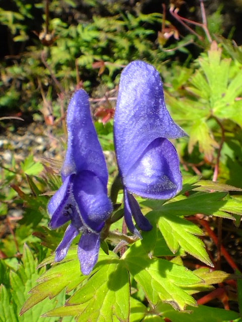 e0145782_15341925.jpg