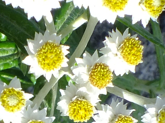 e0145782_1537641.jpg