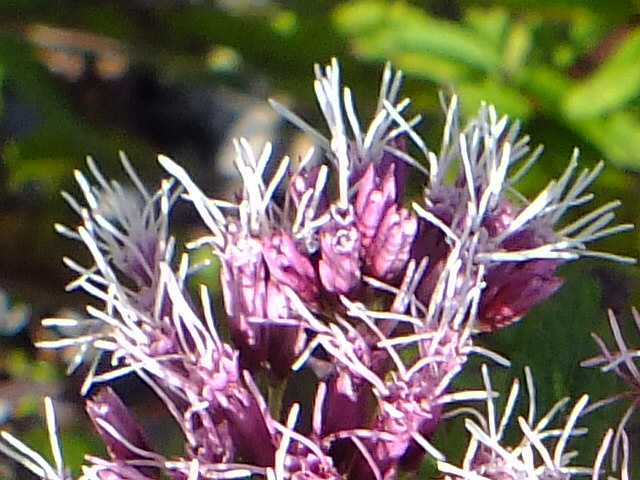 e0145782_15404026.jpg