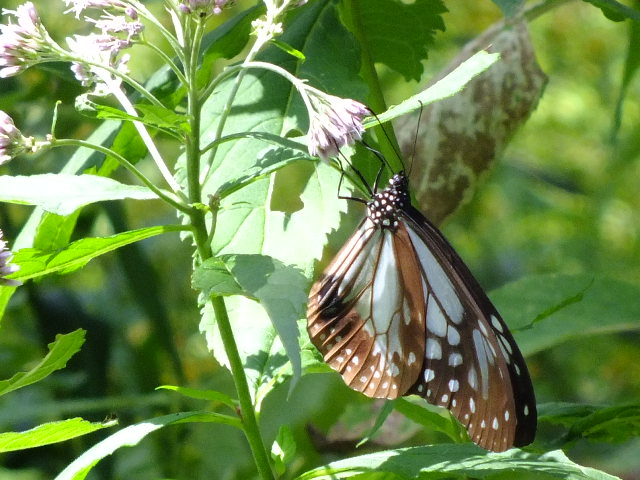 e0145782_15411022.jpg