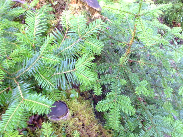 e0145782_15432842.jpg