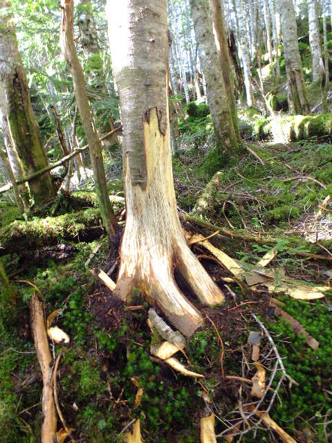 e0145782_1544769.jpg