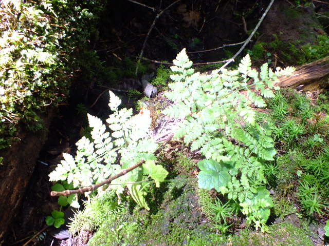 e0145782_1547369.jpg