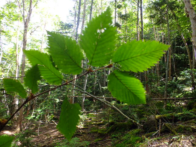 e0145782_15474467.jpg