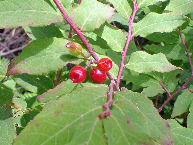 e0145782_1549220.jpg