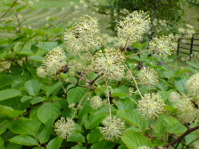 e0145782_15501553.jpg