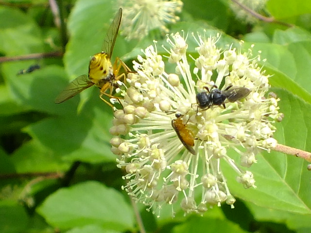 e0145782_15504354.jpg