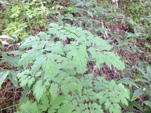 e0145782_1555890.jpg
