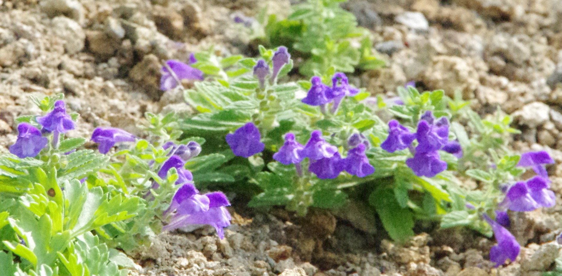 c0144185_14392316.jpg